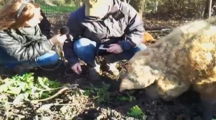 Vroege Vogels - Wolvarken eet berenklauw