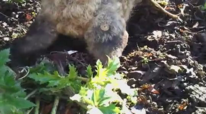 Vroege Vogels - Wolvarken spot