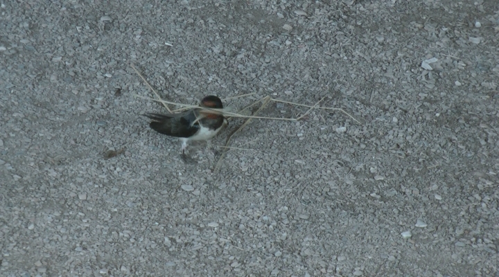 Wat ruist - boerenzwaluw