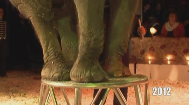 Vroege Vogels - Olifant Betty