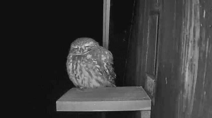 Vroege Vogels - Big Broeder: oehoekuikens