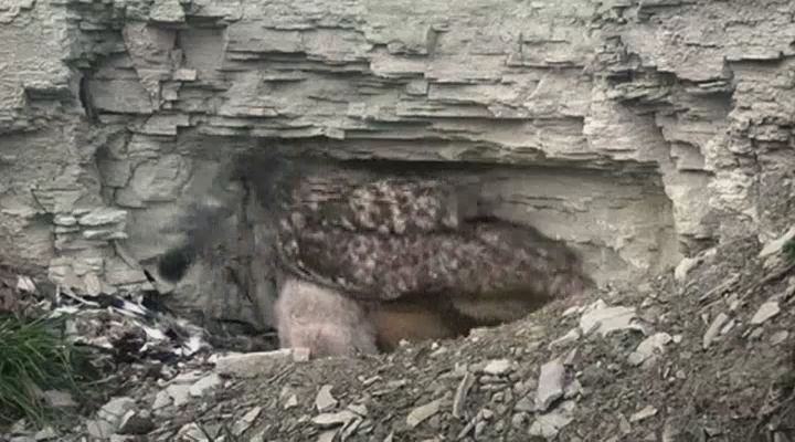 Vroege Vogels - Big Broeder: eekhoorncam