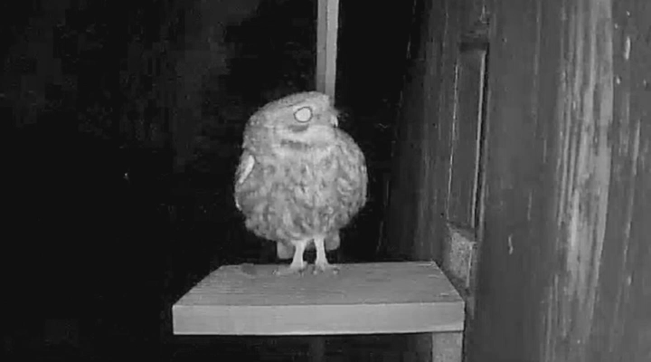 Vroege Vogels - Big Broeder: rare steenuil