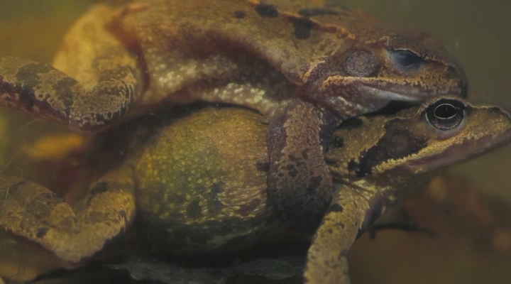 Vroege Vogels - Ruben: Paddentrek