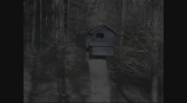 Vroege Vogels - eekhoorn