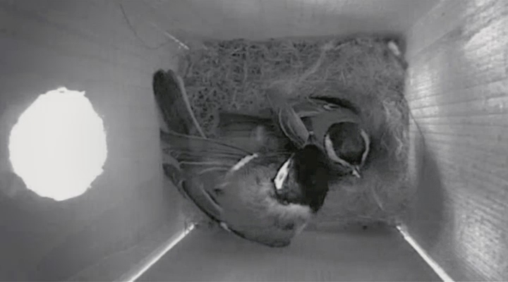 Vroege Vogels - Big Broeder TV