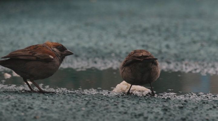 Vroege Vogels - Kaapverdische mus