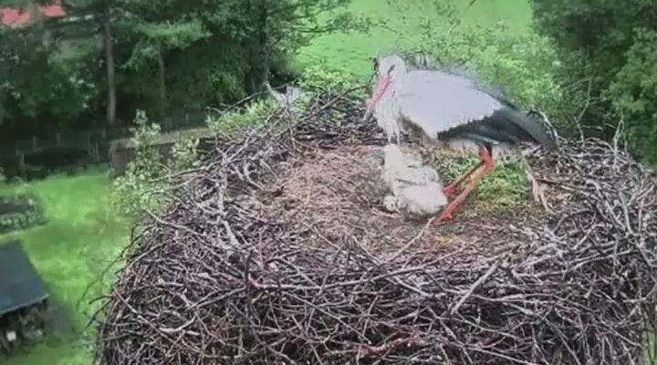 Vroege Vogels - Big Broeder