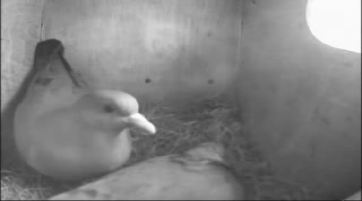 Vroege Vogels - Big Broeder holenduiven samen