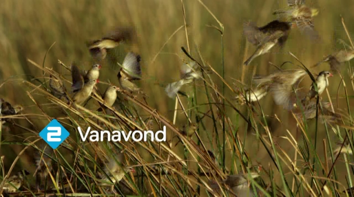 Vroege Vogels - Promo TV 4 juni 2013