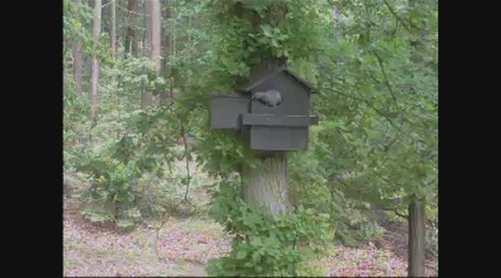 Vroege Vogels - Duif bekijkt leeggeroofd nest