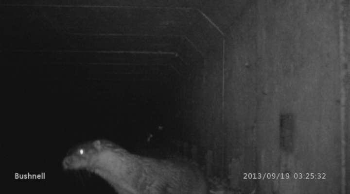 Vroege Vogels - Overstekende otter