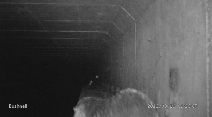 Vroege Vogels - Otter kort