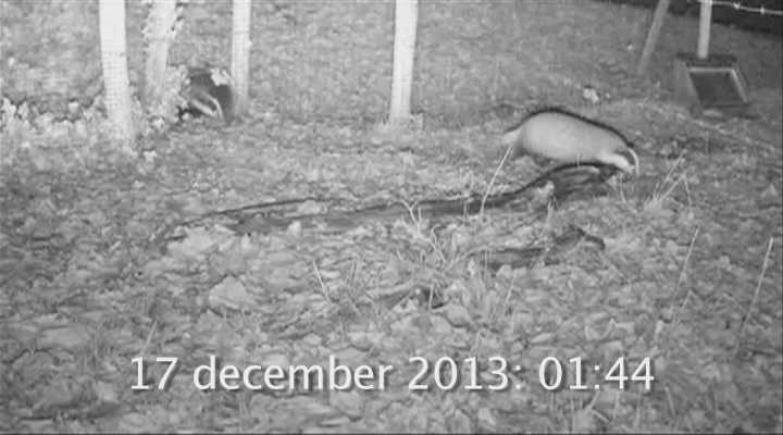 Vroege Vogels - Dassencam samenvatting week 50