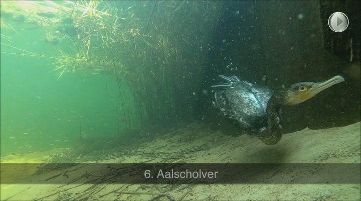 Vroege Vogels - Top 12 leukste filmpjes najaar 2015