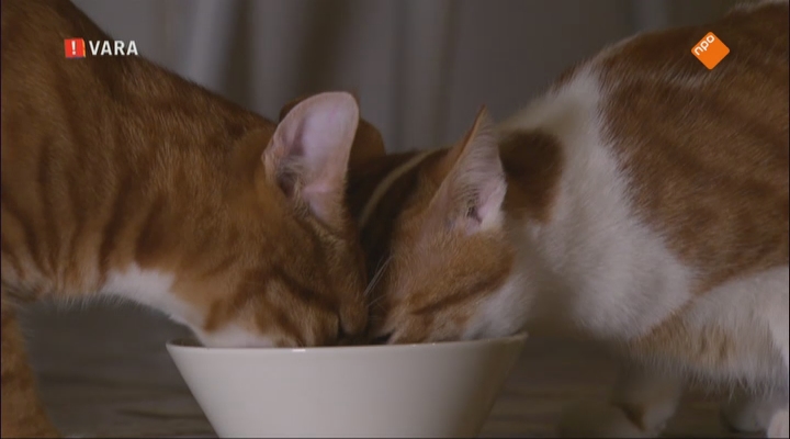 Groen kattenvoer