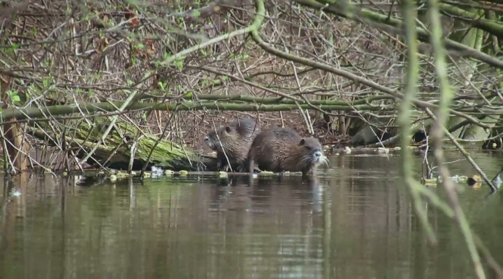 Vroege Vogels - Zelf Geschoten: morinelplevier
