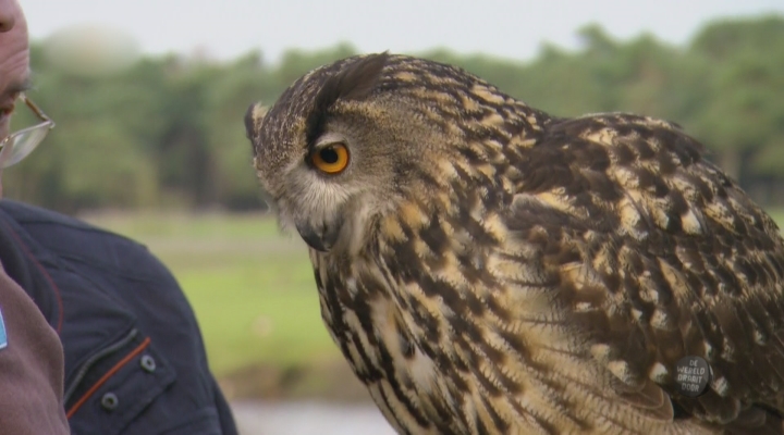 Leukste van vrijdag (tip via: Christianne Wouters): een hele lieve uil