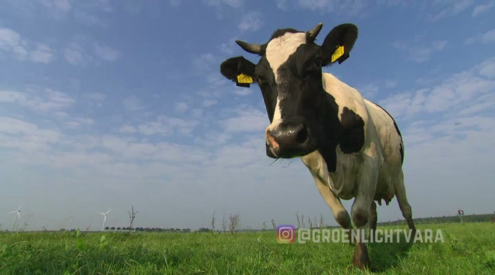 Leven zonder zuivel?