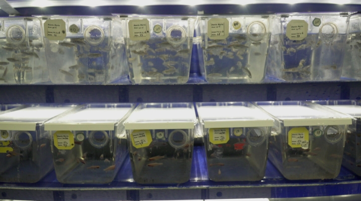 Zembla - Gevaarlijk spel - het vervolg (promo)