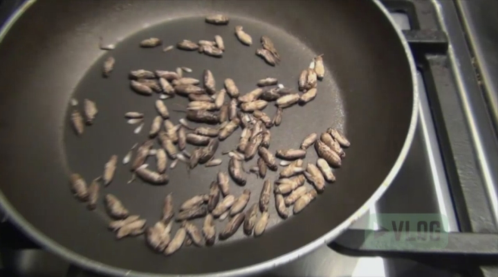 Krekels proeven met Brecht