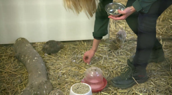 Op je bord met Hella Hueck en kwarteleieren