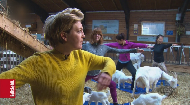 De leukste van maandag: De geiten-yoga-hype komt (niet) uit de lucht vallen