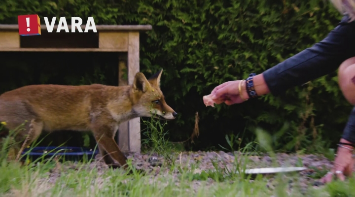 Stadsmormels trailer