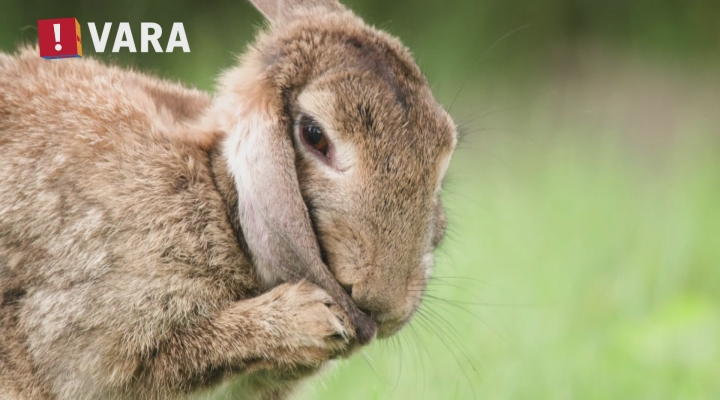 Stadsmormels - trailer