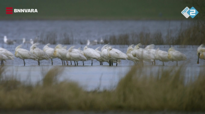 Vroege Vogels - De lepelaar van het Markiezaat