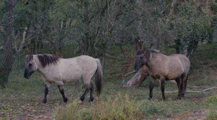 Vroege Vogels - Grote grazers in de duinen