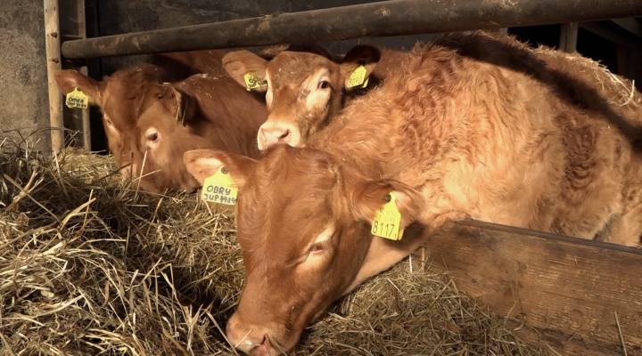 Vroege Vogels - Boeren en koeien op de natte grond