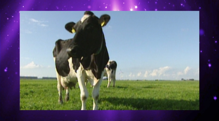 Promo DWDD University: De koe