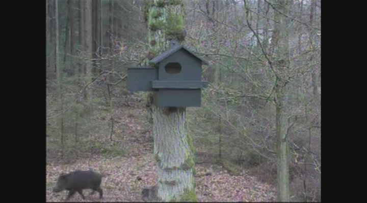 Eekhoorncam - zwijntjes en vogeltjes