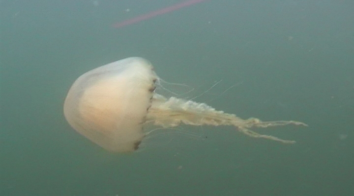 Wat ruist - kompaskwal