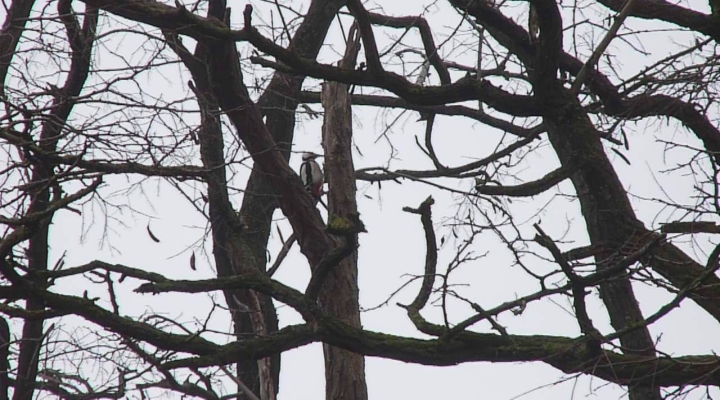 Wat ruist - kloppende specht