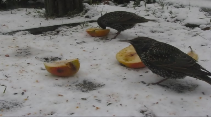 Wat ruist - Spreeuwen in de sneeuw