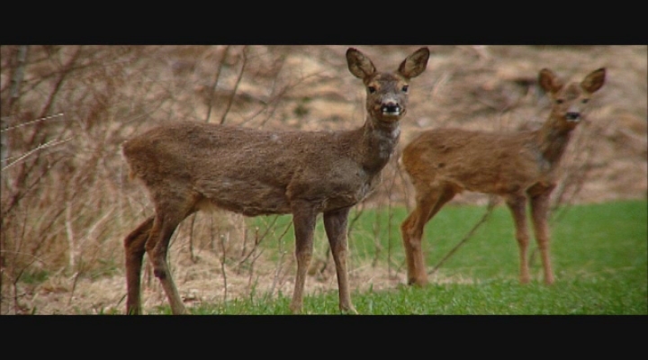 Wat ruist - Bewegingsloze reen