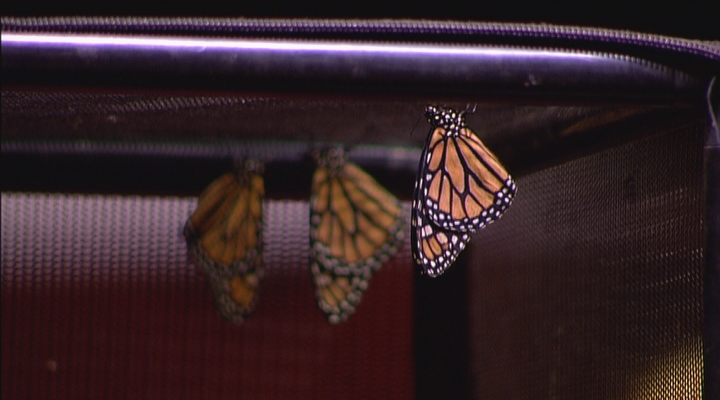 Freek Vonk : Vlinders  10-4-2013