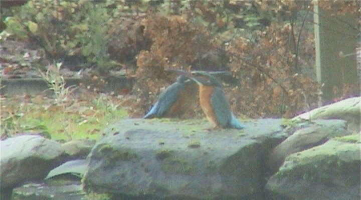 Wat ruist - Dansende ijsvogels