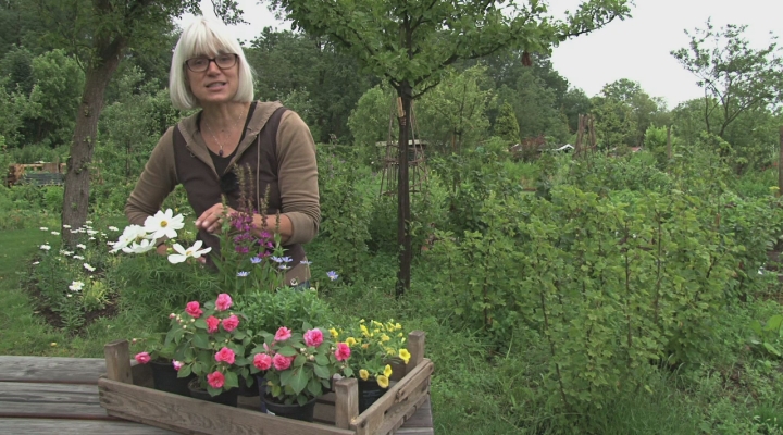 Tipvideo - (On)gevulde bloemen