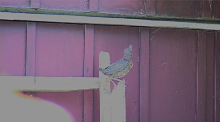 Vroege Vogels - Merel vliegt uit